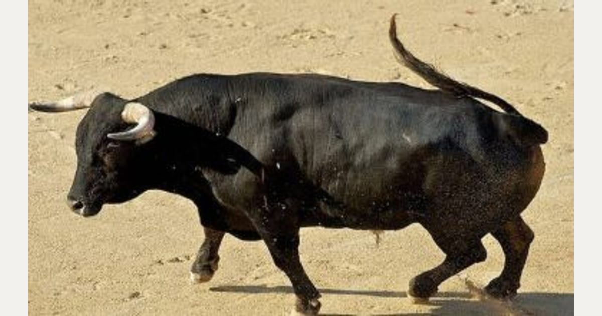 Ισπανία: Ταύρος τα «βάζει» με σταθμευμένο όχημα και το διαλύει μέσα σε λίγα δευτερόλεπτα (βίντεο)