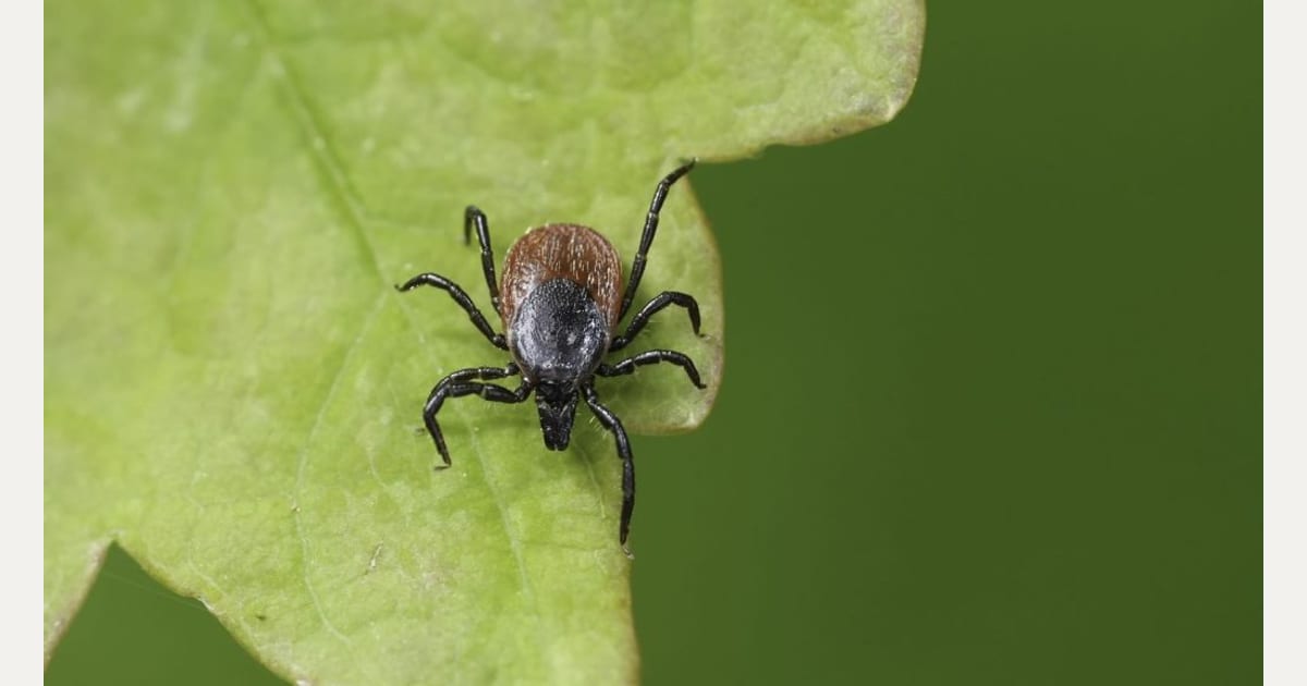 Νόσος Lyme: Πώς μπορεί να φτάσει μέχρι το σπίτι – Τα συμπτώματα που δεν πρέπει να αγνοήσετε