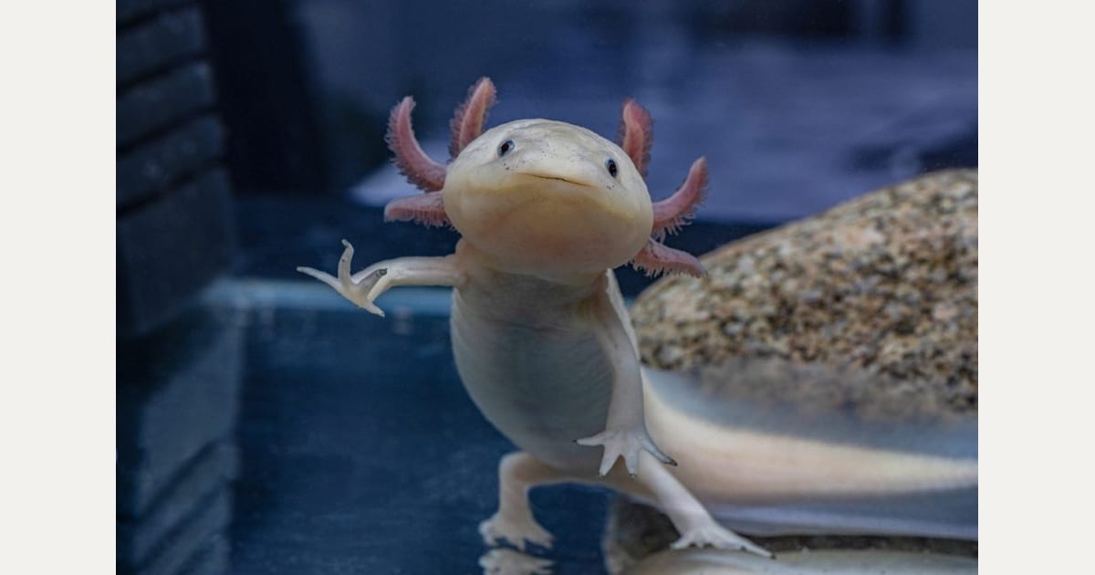 Axolotl: Το ζώο που μπορεί να αναγεννά χαμένα άκρα και να επιδιορθώνει ιστούς