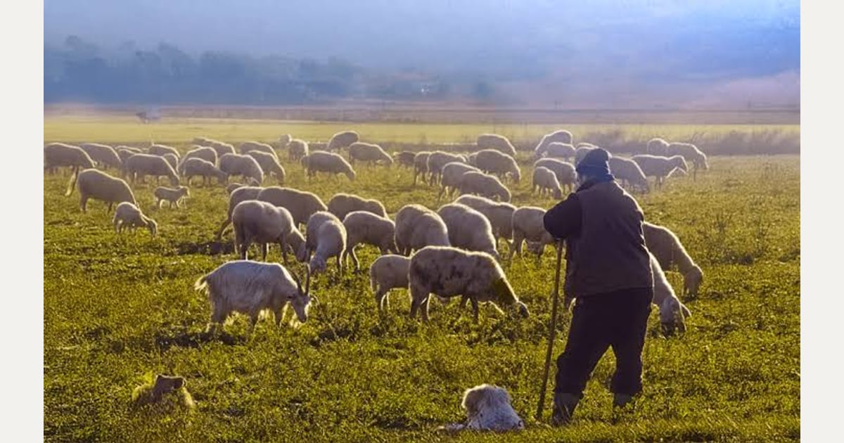 Η ΜΕΓΑΛΗ ΤΡΑΓΩΔΙΑ ΤΩΝ ΕΛΛΗΝΩΝ ΚΤΗΝΟΤΡΟΦΩΝ