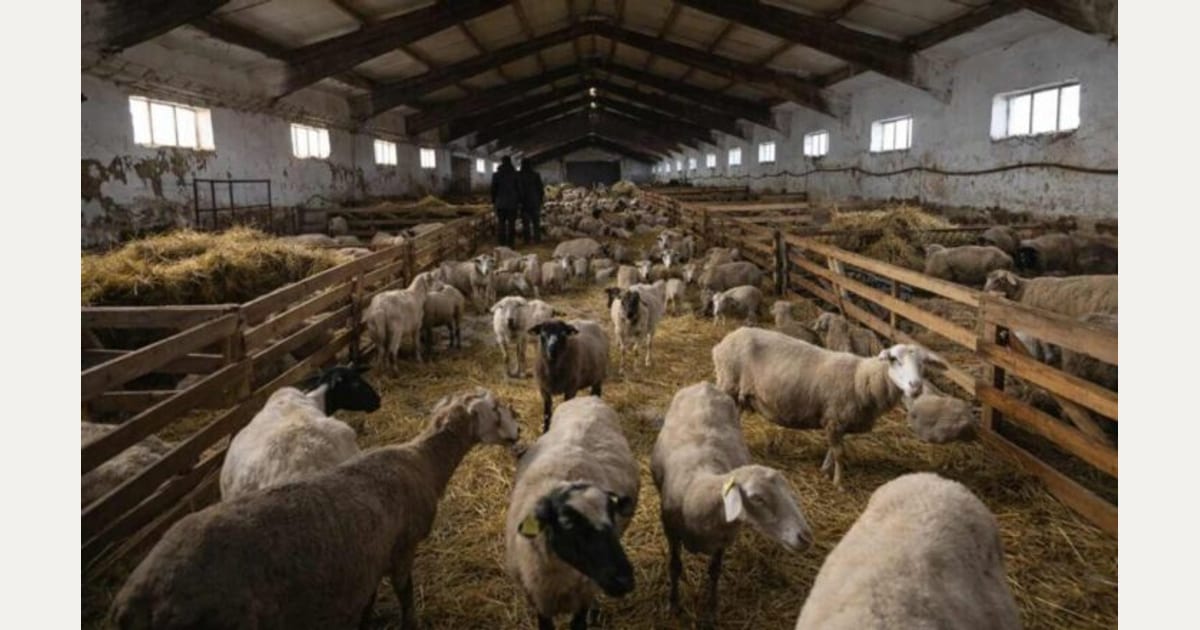 Οι συνεταιρισμοί της Λέσβου δηλώνουν ότι δεν έχουν λάβει απάντηση στο κατεπείγον υπόμνημά τους, ενώ η ελληνική πλευρά θέτει σε ευρωπαϊκό επίπεδο το κόστος παραγωγής και τη δημιουργία νέων κοπαδιών…