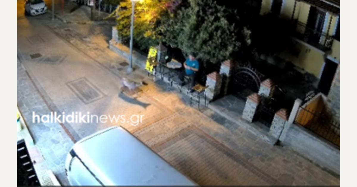Τρόμος για άνδρα στη Νικήτη Χαλκιδικής: Λύκος τον πλησίασε ενώ καθόταν έξω από κατάστημα (βίντεο)